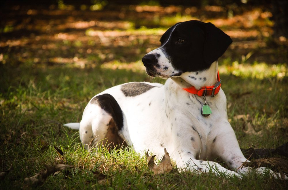 German Shorthaired Pointer Beagle Mix